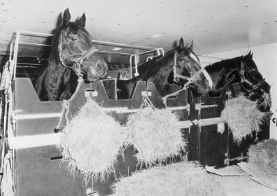IAL stalls with horses feeding