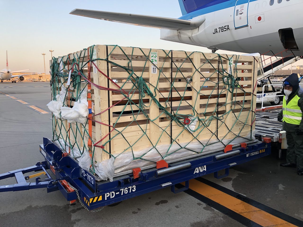Breeding pigs loading onto Aircraft