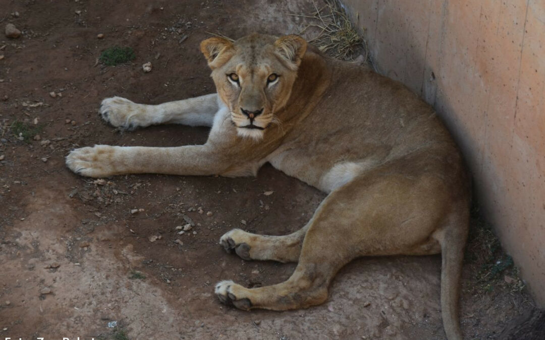 'Zara' the lioness at Rabat Zoo